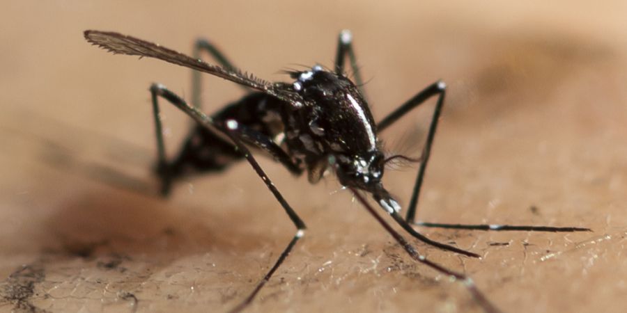 Asiatische Tigermücke dengue