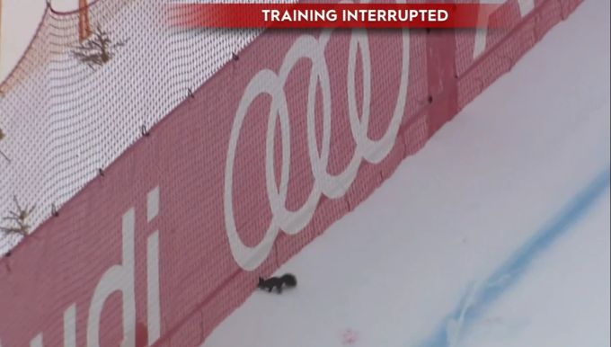 Ein Eichhörnchen sorgt für eine Unterbrechung in Kitzbühel. Kitzbühel