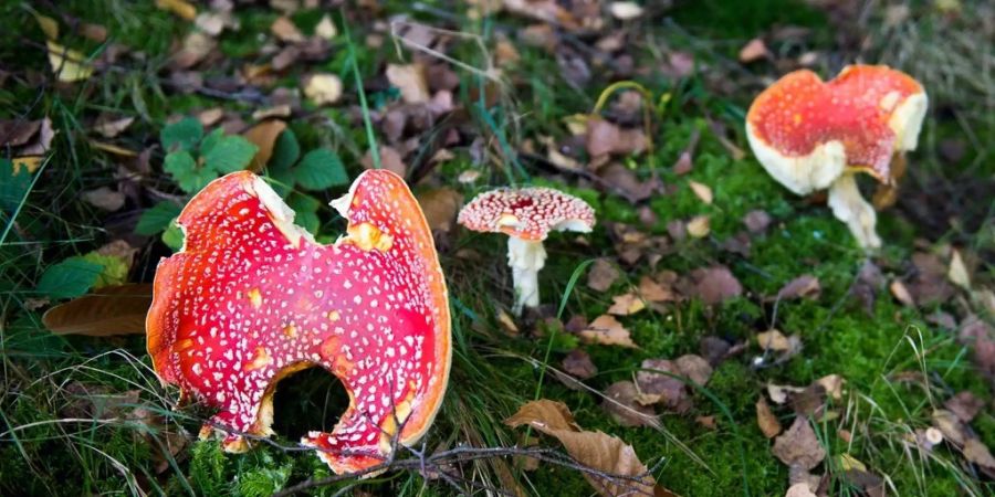 Dieser Fliegenpilz wächst in den Schweizer Wäldern und ist giftig