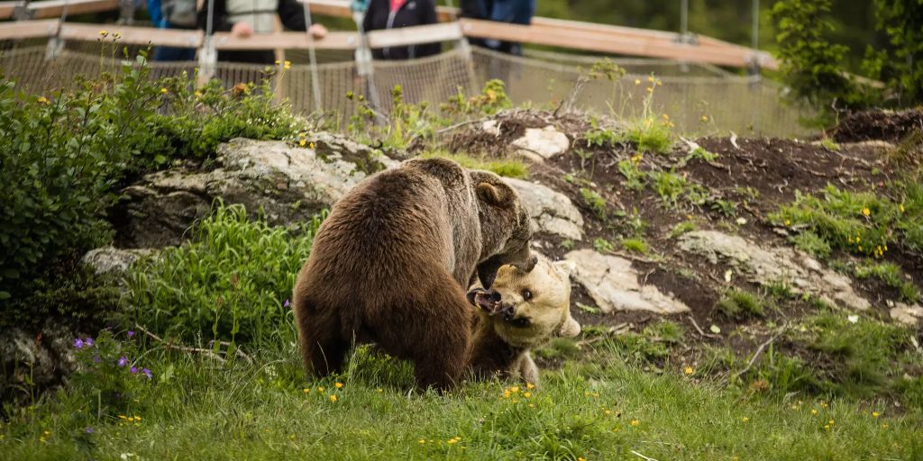 Bärinnen Amelia & Jambolina lernen sich im Arosa Bärenland kennen Bärinnen Amelia & Jambolina lernen sich im Arosa Bärenland kennen