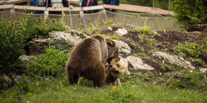 Bärenpark