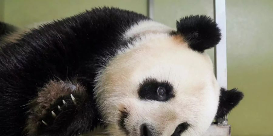 Huan Huan bekommt vielleicht bald Nachwuchs