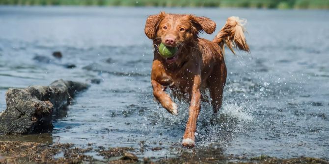 Hund spielt