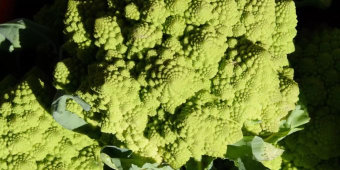 Über seinen Geschmack lässt sich streiten, aber vom Aussehen her ist Romanesco eines der schönsten Gemüse, die es gibt. Schuld daran ist ein Genfehler, wie jetzt Forscher herausgefunden haben. Die Pyramiden entstehen im nicht enden wollenden, erfolglosen Bemühen, Blüten zu bilden (Archivbild). Über seinen Geschmack lässt sich streiten, aber vom Aussehen her ist Romanesco eines der schönsten Gemüse, die es gibt. Schuld daran ist ein Genfehler, wie jetzt Forscher herausgefunden haben. Die Pyramiden entstehen im nicht enden wollenden, erfolglosen Bemühen, Blüten zu bilden (Archivbild).