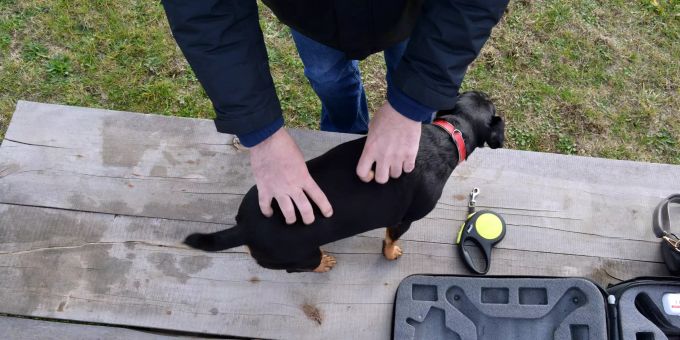 Ein junger Jagdterrier. (Symbolbild) Jagdterrier vermisst gefunden