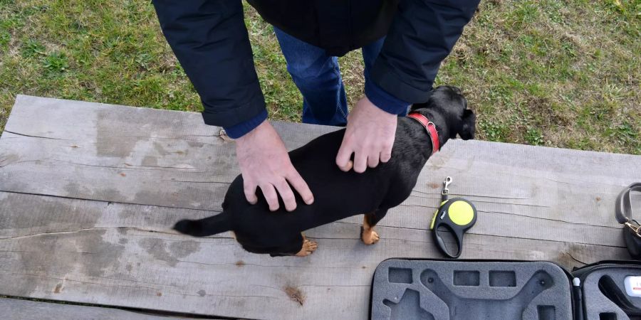 Jagdterrier vermisst gefunden