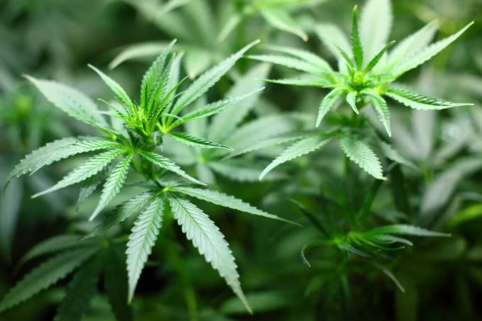 Marihuana. (Symbolbild) Marihuana