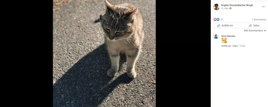 18 Jahre alt wurde die Katzendame Brigadier Broccoli.
