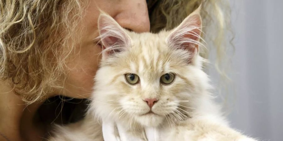 Katze Frau Lungenpest