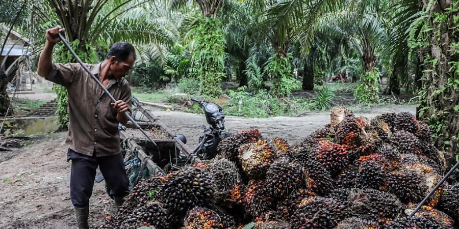 Indien will die Produktion von Palmöl massiv ausbauen. Das stösst bei Umweltverbänden auf harsche Kritik. (Archivbild)