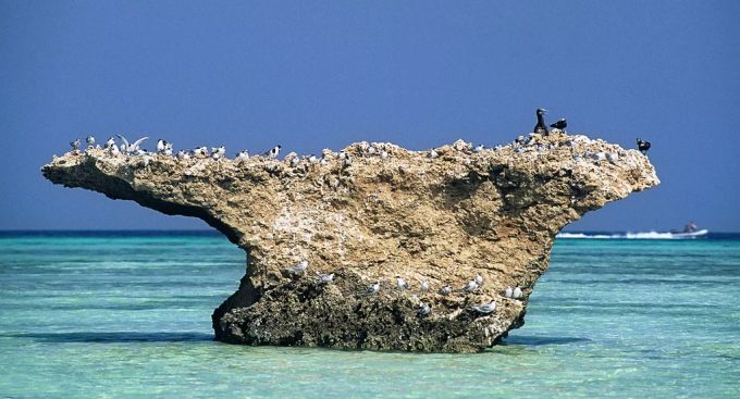 Vögel auf den Farasan-Inseln in Saudi-Arabien. Farasan