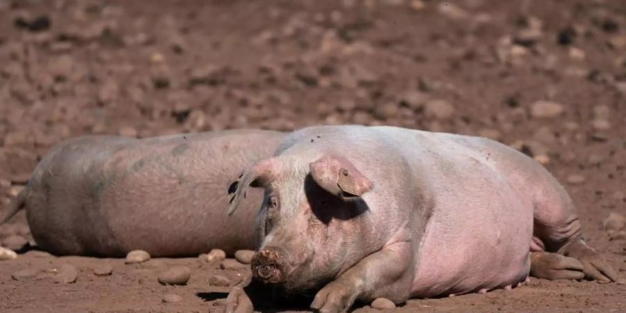 Schweine auf einem Bauernhof in Staffordshire. Wegen einer CO2-Krise in Grossbritannien drohen nach Ansicht der Lebensmittelindustrie bald akute Versorgungsprobleme in Supermärkten und Gastronomie. Foto: Joe Giddens/PA Wire/dpa