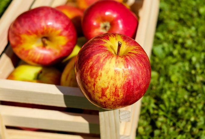 Äpfel: Die Lieblingsfrüchte der Schweizer. Apfel