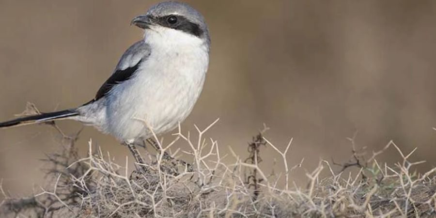 In der Schweiz als Brutvogel ausgestorben: Der Raubwürger.