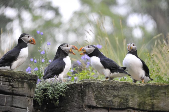 Papageitaucher stellen hohe Ansprüche an ihr Gehege, weswegen sie relativ selten in Zoos gehalten werden. Gerade einmal sieben andere europäische Zoos haben Papageitaucher-Gehege. Ausflüge schlechtes Wetter