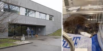 Kleintierpraxis gefundene Katze STMZ