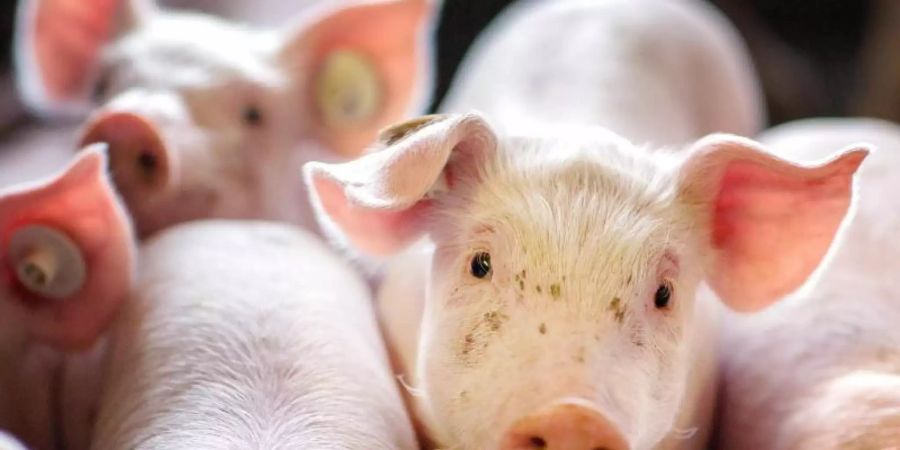Beim Schweinefleisch zogen die Preise Anfang des Jahres erst an, fielen dann aber wieder stark. Foto: Jens Büttner/zb/dpa
