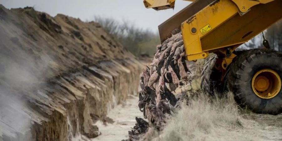 Lkw in Dänemark lädt gekeulte Nerze auf Militärgelände ab