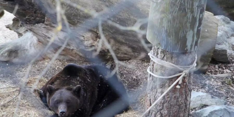 Ein Braunbär liegt im Freilichtmuseum Skansen in seinem Gehege. Das Museum schliesst als Folge der Corona-Pandemie erstmals in seiner 129-jährigen Geschichte seine Tore. Foto: Steffen Trumpf/dpa
