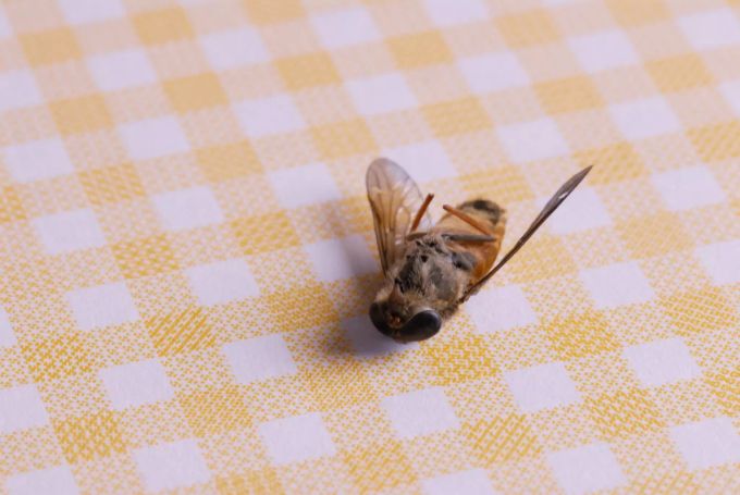 Eine Fliege entscheidet über das Schicksal der Kandidaten. fliege