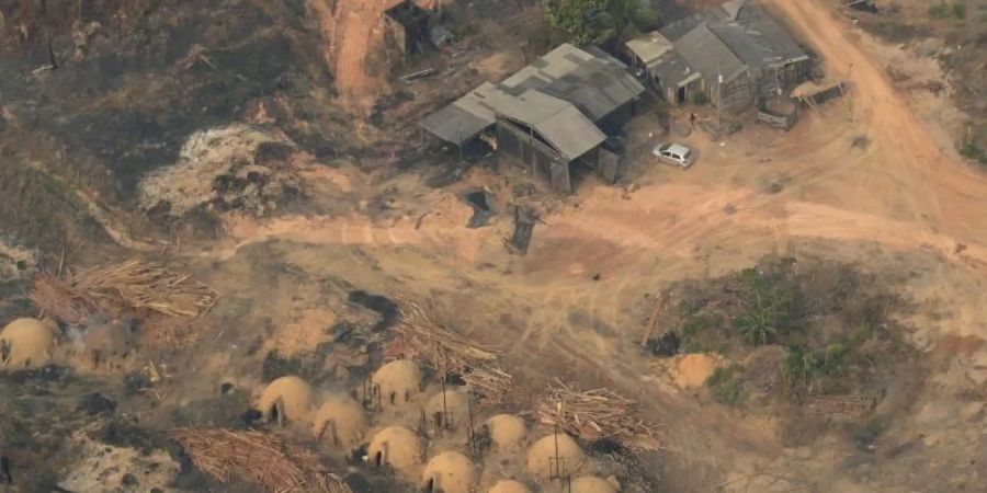 Die Abholzung des Regenwalds könnte die Verbreitung von Pandemien begünstigen. Foto: Eraldo Peres/AP/dpa