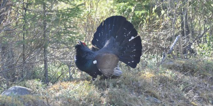 Ein Auerhahn (Symbolbild) auerhuhn