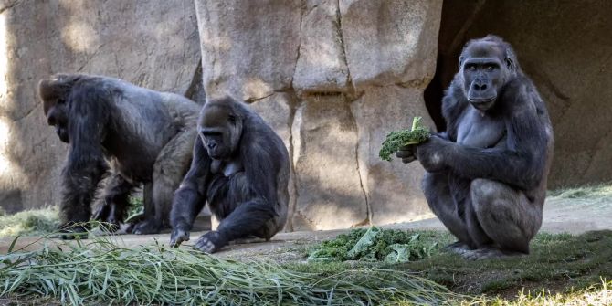 San Diego Zoo Coronavirus