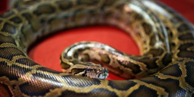 Eine Python liegt auf einer roten Oberfläche. (Symbolbild) Python