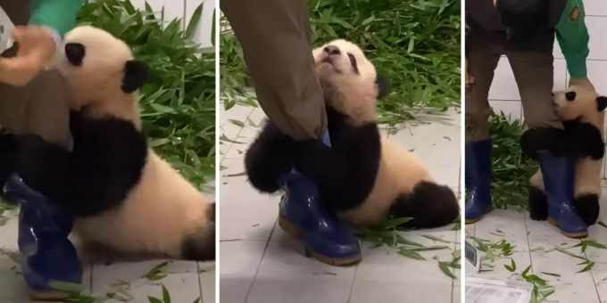 Good News - Video von klammerndem Riesenpanda-Baby wird zum Youtube-Hit