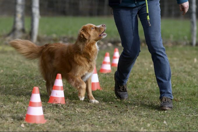 Auch allfällige Hundekurse zeigten keine Verbesserung. (Symbolbild) Hundekurs