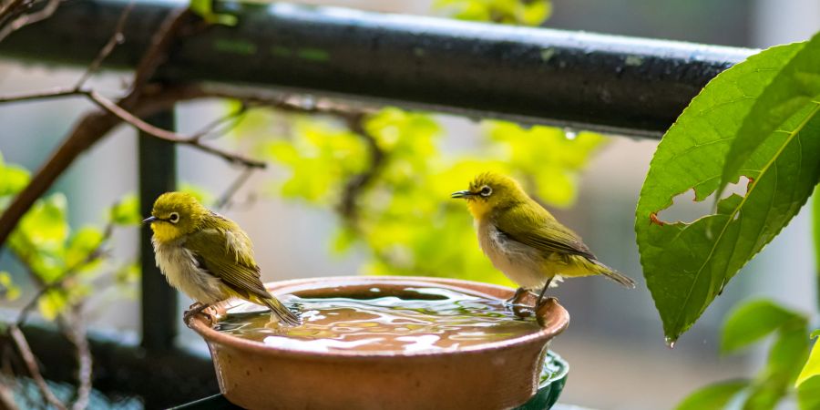 Japanische Weissaugen Bad Wasser