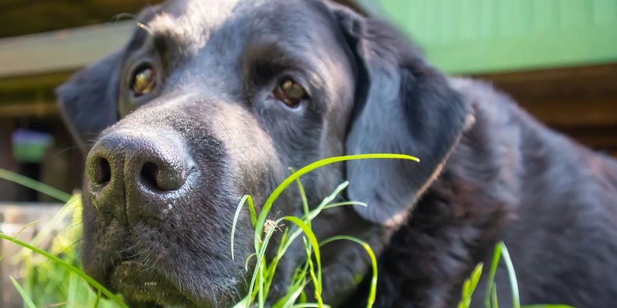 Schwarzer Hund