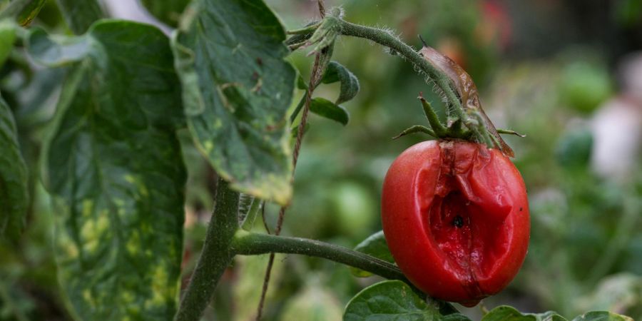 Tomaten Garten Zucht