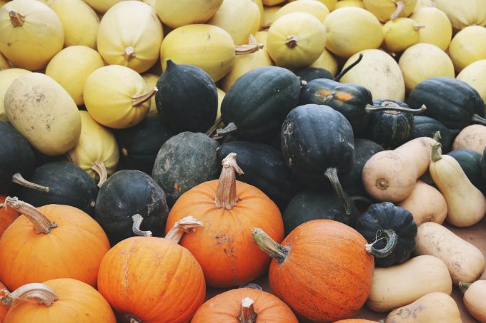 Der Kürbis ist für viele überhaupt DAS Herbstgemüse. Kürbis, Kürbissorten