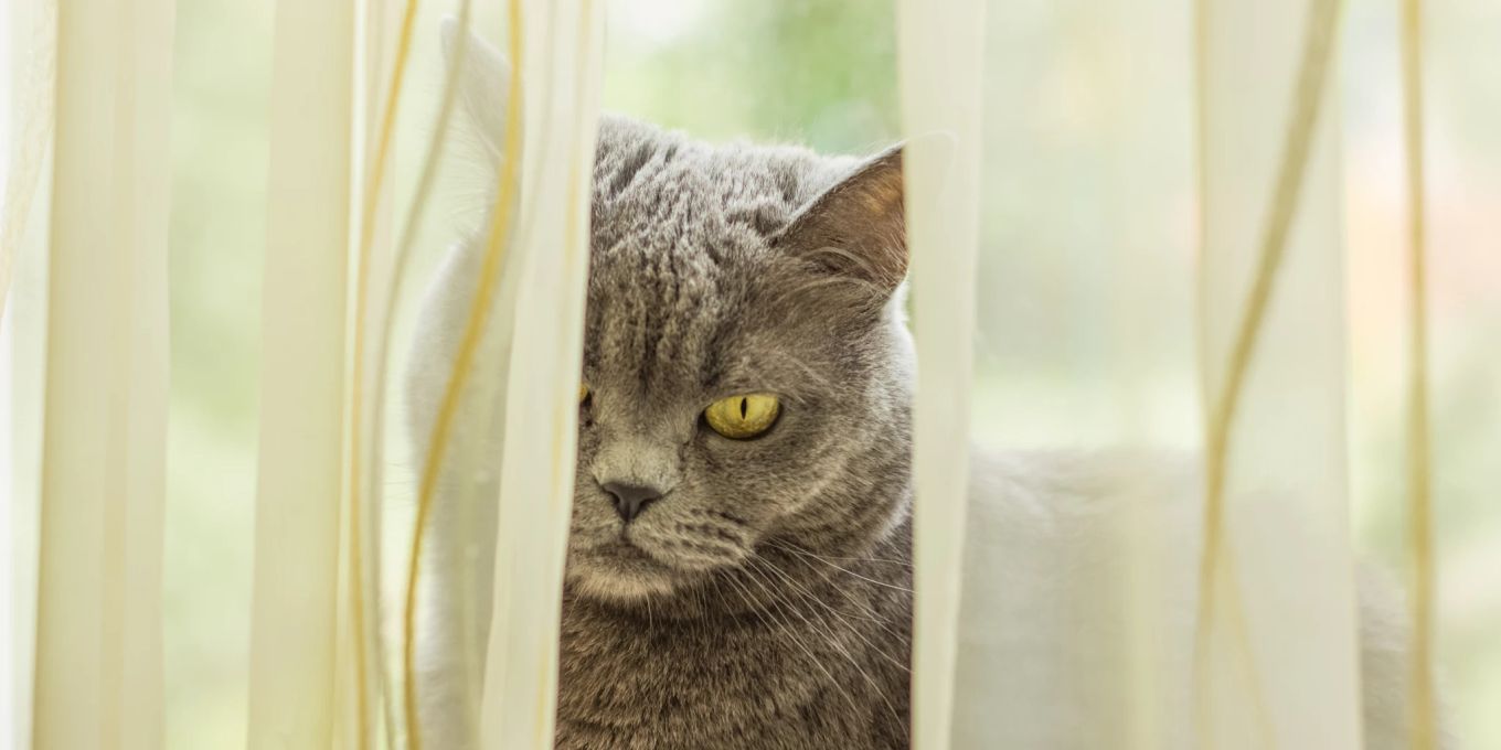 Wie Sie die Katze von Vorhängen fernhalten Nau Tiere