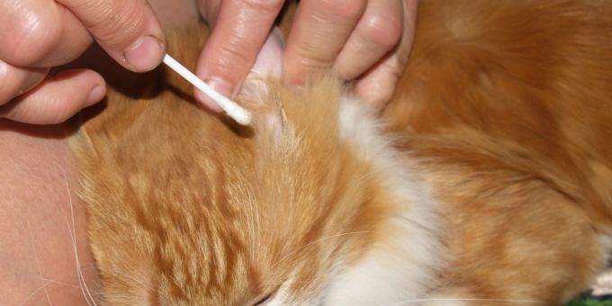 Während der Pflege der Ohren können Katzenhalter die Lauscher ihrer Lieblinge sanft kontrollieren. Katze bekommt Ohrreinigung