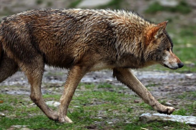 Wolf