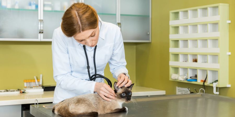 Regelmässige Tierarztbesuche sind wichtig, um sicherzustellen, dass Ihre Katze gesund ist.