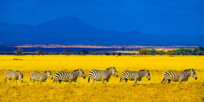 Zebras in gelbem Feld in Afrika.