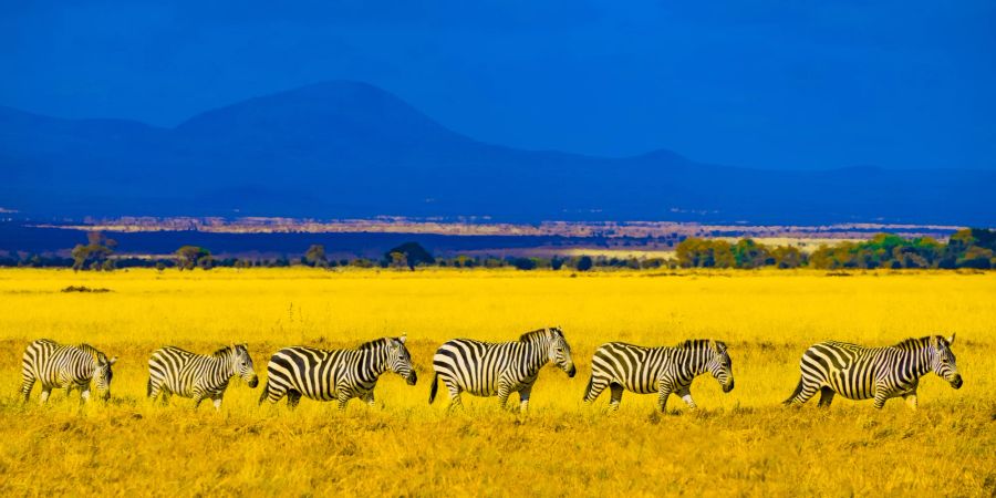 Zebras in gelbem Feld in Afrika.