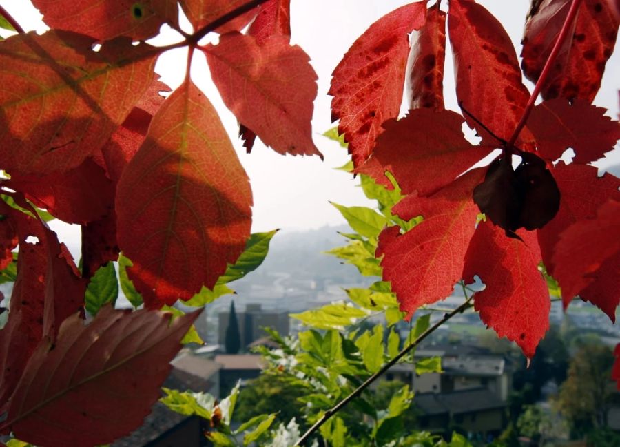 Die erste Monatshälfte gestaltete sich nur wenig herbstlich.