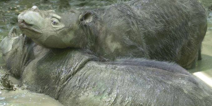 Die kleinen und behaarten Sumatra-Nashörner sind extrem bedroht. Weltweit gibt es nur 80 von ihnen. sumatra nashorn baby