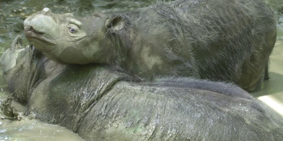 sumatra nashorn baby