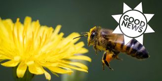 Renaturierung - Tierpopulationen auf Karibikinsel wiederhergestellt