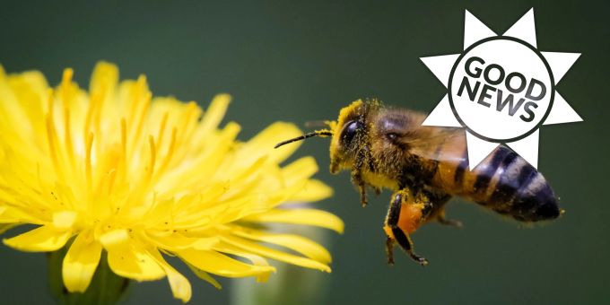 Renaturierung - Tierpopulationen auf Karibikinsel wiederhergestellt