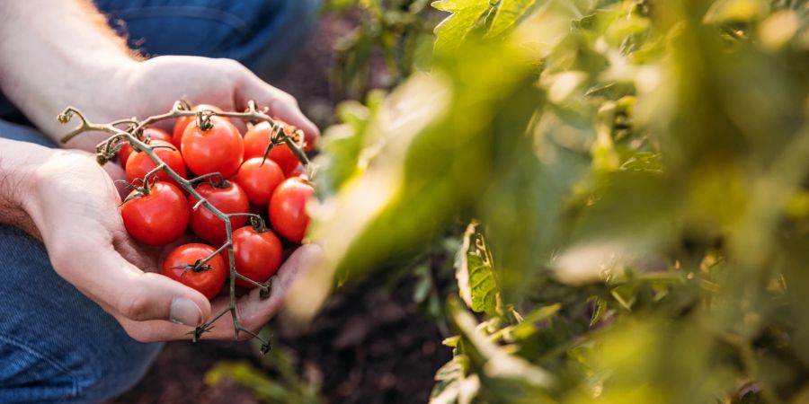 Sommer Garten Tomaten