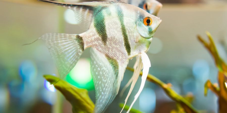 Fisch im Aquarium