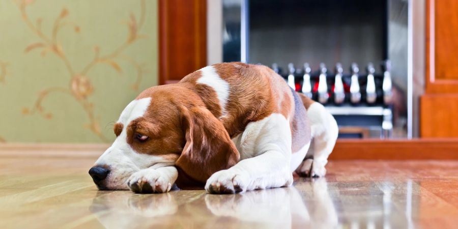 Hund auf Boden