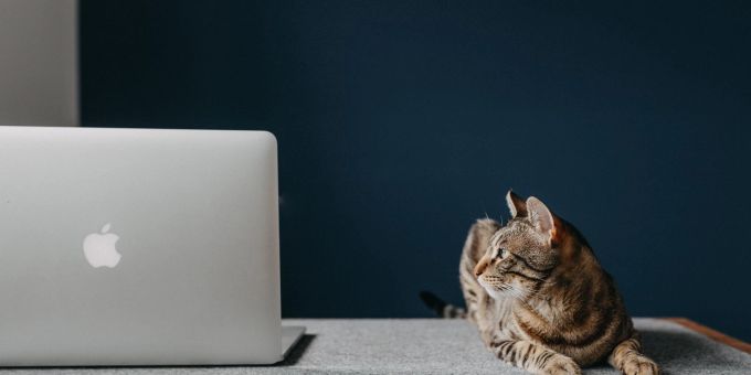Katze und Homeoffice - das kann durchaus funktionieren. Katze, Homeoffice, Arbeit