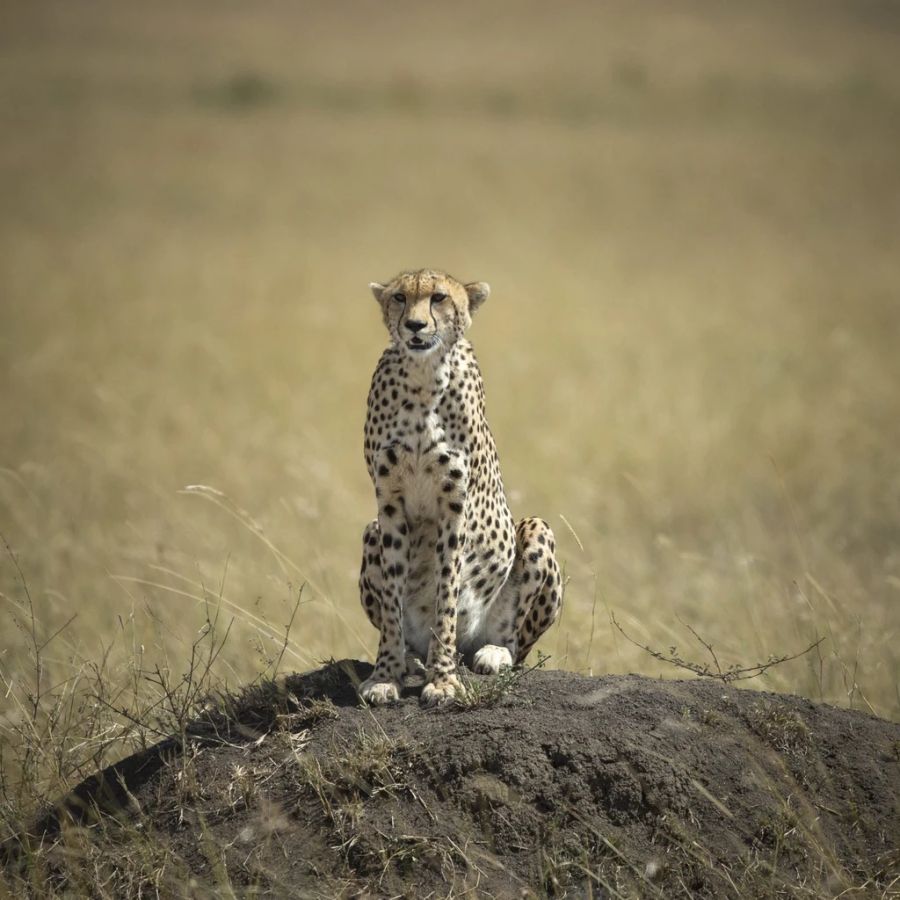 Der Gepard wurde in Indien vor 70 Jahren ausgelöscht.